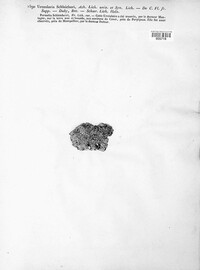 Image of Acarospora schleicheri